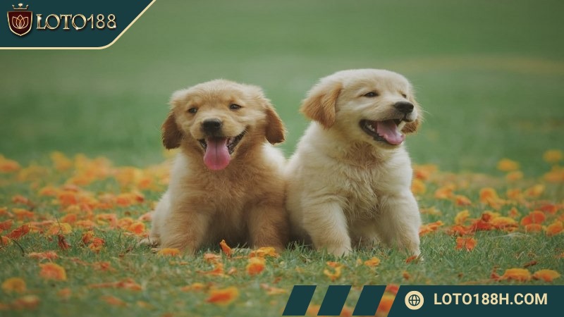 Mỗi giấc mộng gặp chó mang ý nghĩa riêng biệt