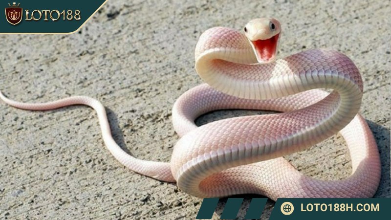 Rắn - Biểu tượng của sự huyền bí và linh thiêng